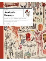 ANATOMÍA HUMANA