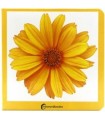 AMARILLO